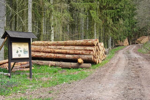 Lehrtafel am Forstweg zum Buchenplatz und zur Schönen Aussicht