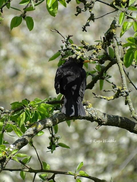 Obstblüte im Willy-Spahn-Park in Hannover Ahlem - Amsel (Turdus merula) (Foto: Katja Woidtke) | Foto: Katja Woidtke
