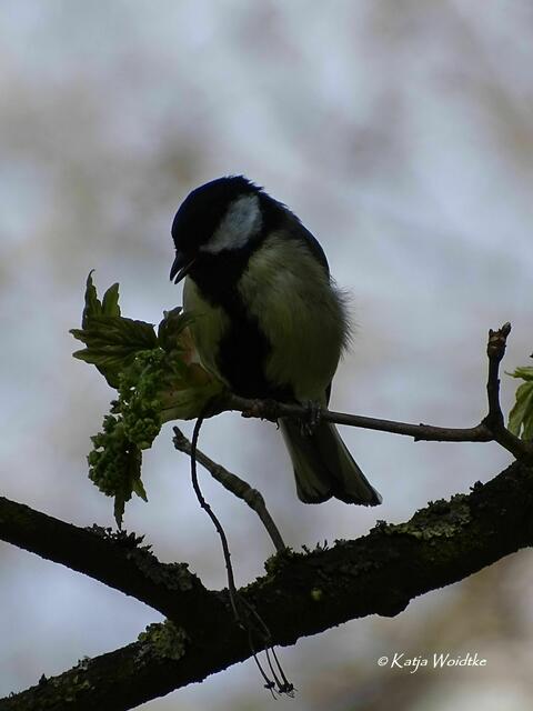Obstblüte im Willy-Spahn-Park in Hannover Ahlem - Kohlmeise (Parus major) (Foto: Katja Woidtke) | Foto: Katja Woidtke