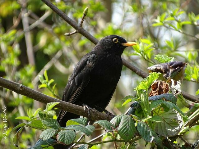 Obstblüte im Willy-Spahn-Park in Hannover Ahlem - Amsel (Turdus merula) (Foto: Katja Woidtke) | Foto: Katja Woidtke