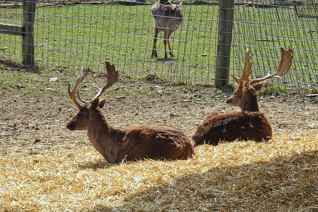 im Wildpark