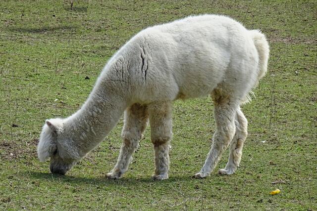 Alpaka im Wildpark Stangerode
