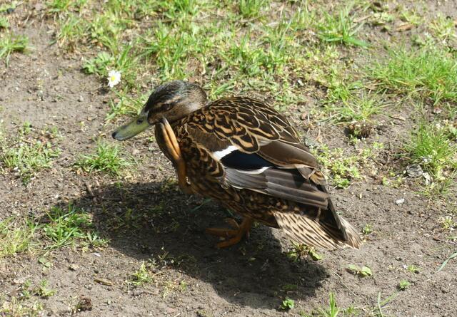 oh nee - es juckt mich