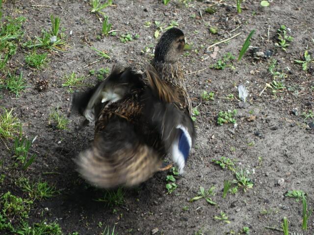 ein klein wenig ausschütteln