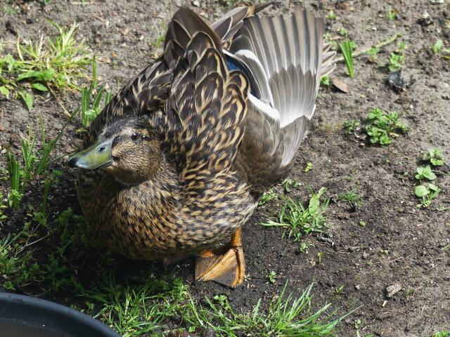 Ja ich und es ist herrlich hier im Garten
