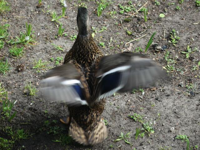 mit den Flügel schlagen damit sich die Wassertropfen verteilen