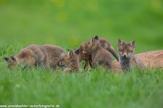 Die ganze Rasselbande