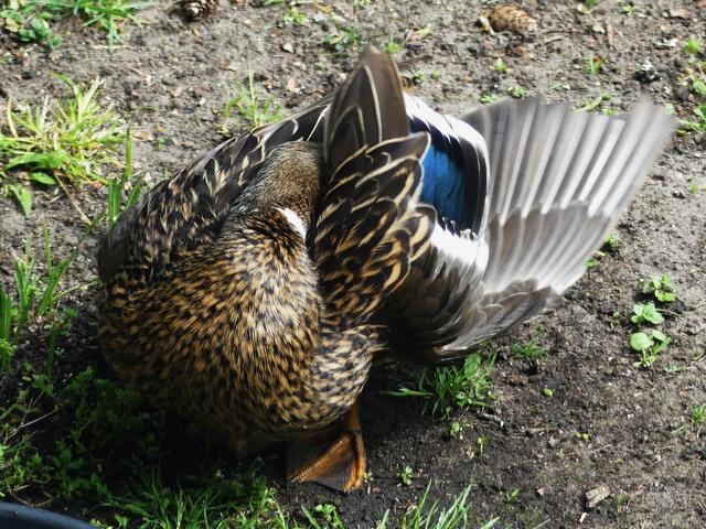 ein klein wenig Gymnastik gehört dazu