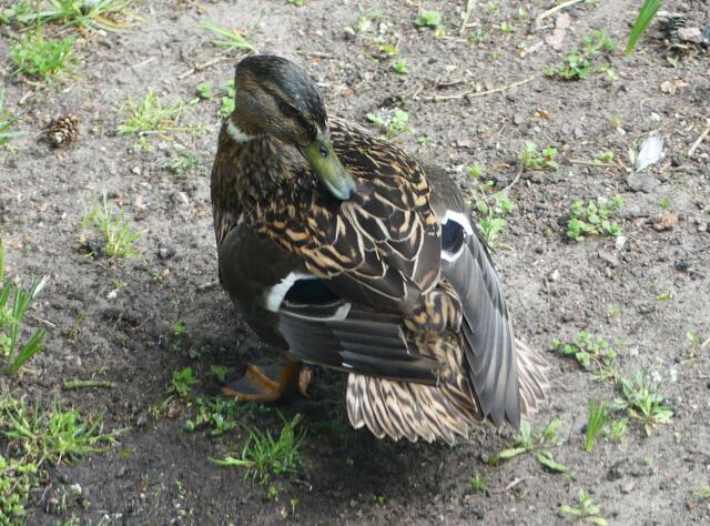 Federn zurecht zupfen