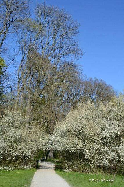 Gartengeschichten - Hinüberscher Garten in Marienwerder: Blühendes Entrée zum Quantelholz (Foto: Katja Woidtke) | Foto: Katja Woidtke