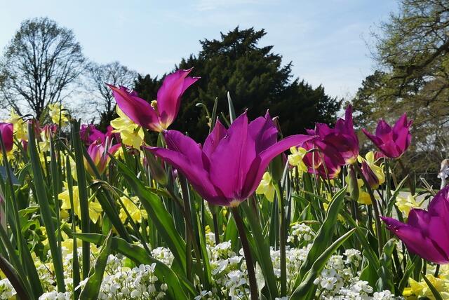 Tulpenfeld