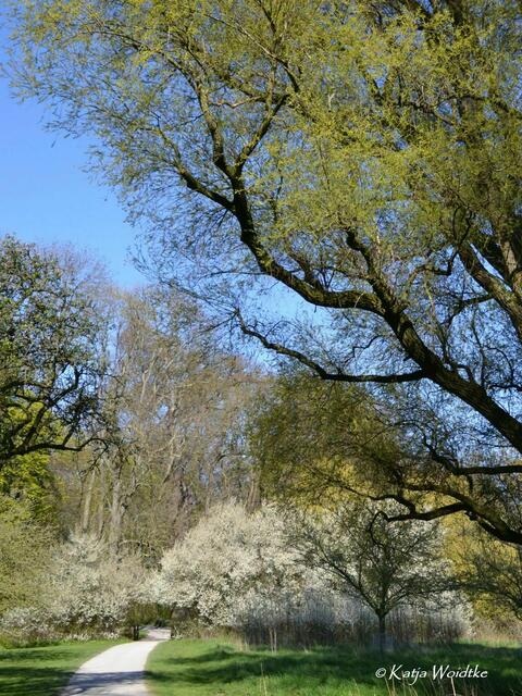 Gartengeschichten - Hinüberscher Garten in Marienwerder (Foto: Katja Woidtke) | Foto: Katja Woidtke