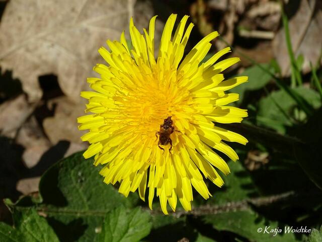 Gartengeschichten - Hinüberscher Garten in Marienwerder: Leuchtende Löwenzahnblüte (Foto: Katja Woidtke) | Foto: Katja Woidtke
