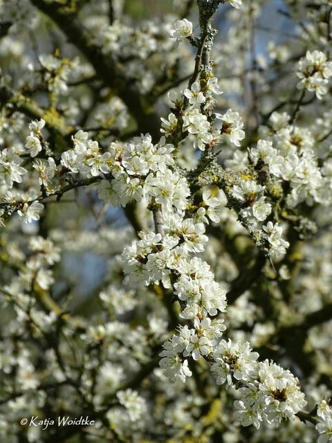Gartengeschichten - Hinüberscher Garten in Marienwerder: Blütenzauber (Foto: Katja Woidtke) | Foto: Katja Woidtke