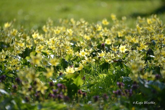 Gartengeschichten - Hinüberscher Garten in Marienwerder: Hunds-Zahnlilie (Erythronium dens-canis) im Gegenlicht (Foto: Katja Woidtke) | Foto: Katja Woidtke