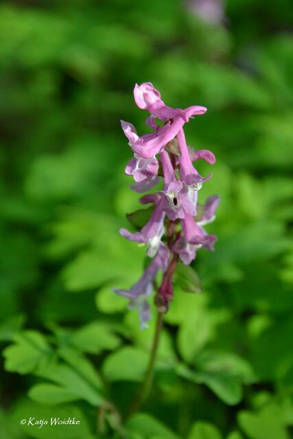 Gartengeschichten - Hinüberscher Garten in Marienwerder: Lerchensporn (Corydalis) (Foto: Katja Woidtke) | Foto: Katja Woidtke