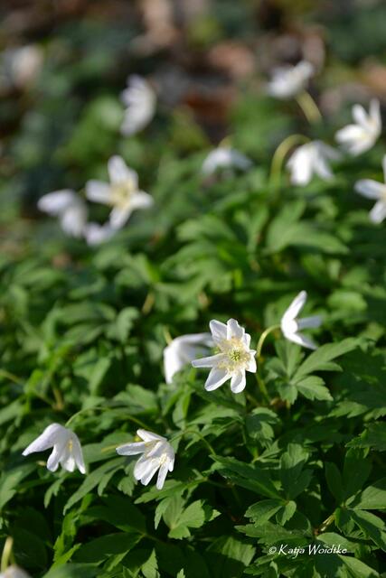 Gartengeschichten - Hinüberscher Garten in Marienwerder: Buschwindröschen (Anemone nemorosa) (Foto: Katja Woidtke) | Foto: Katja Woidtke