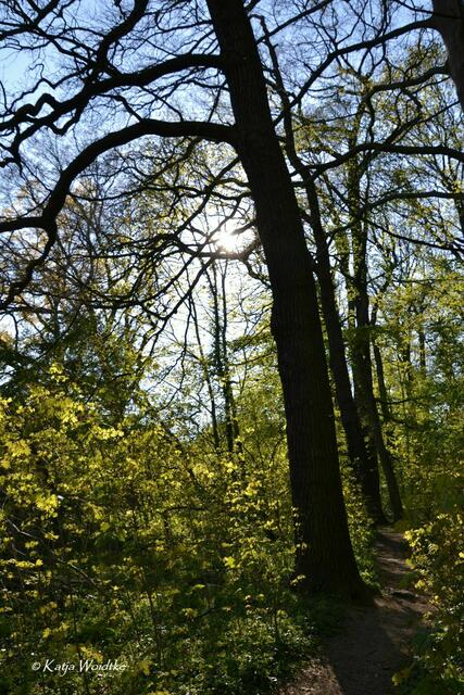 Gartengeschichten - Hinüberscher Garten in Marienwerder: Idylle im Quantelholz (Foto: Katja Woidtke) | Foto: Katja Woidtke