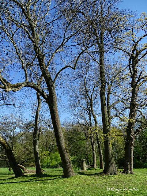 Gartengeschichten - Hinüberscher Garten in Marienwerder: Denkmal für Gerhard von Hinüber (Foto: Katja Woidtke) | Foto: Katja Woidtke