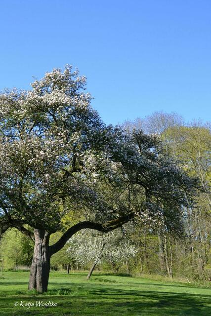 Gartengeschichten - Hinüberscher Garten in Marienwerder: Obstblüte auf der Streuobstwiese (Foto: Katja Woidtke) | Foto: Katja Woidtke
