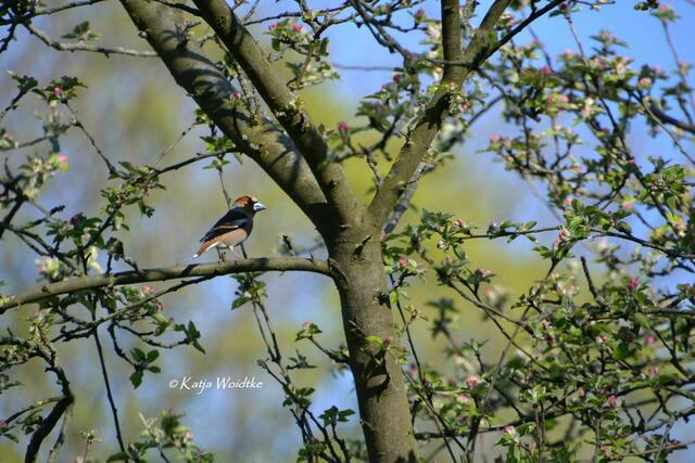 Gartengeschichten - Hinüberscher Garten in Marienwerder: Kernbeißer (Coccothraustes coccothraustes) auf der Streuobstwiese (Foto: Katja Woidtke) | Foto: Katja Woidtke
