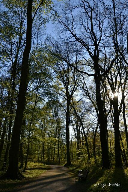 Gartengeschichten - Hinüberscher Garten in Marienwerder: Waldstück auf der Düne (Foto: Katja Woidtke) | Foto: Katja Woidtke