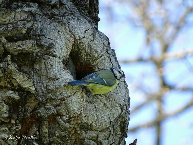 Gartengeschichten - Hinüberscher Garten in Marienwerder: Blaumeise (Cyanistes caeruleus) vor ihrer Bruthöhle (Foto: Katja Woidtke) | Foto: Katja Woidtke