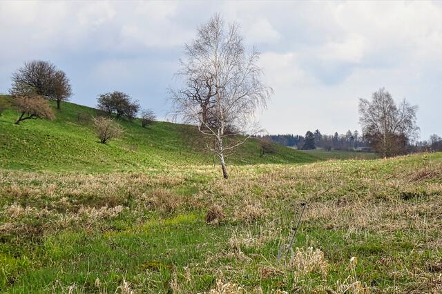 Feuchtwiesen am Selketal- Stieg