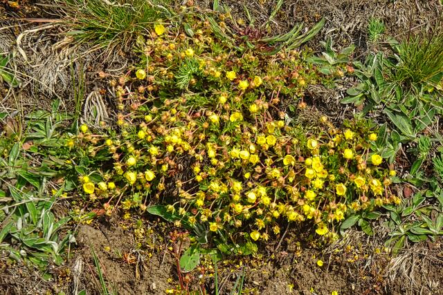Stieger Heide
