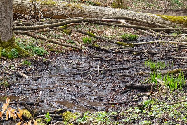 im Naturschutzgebiet Albrechtshaus