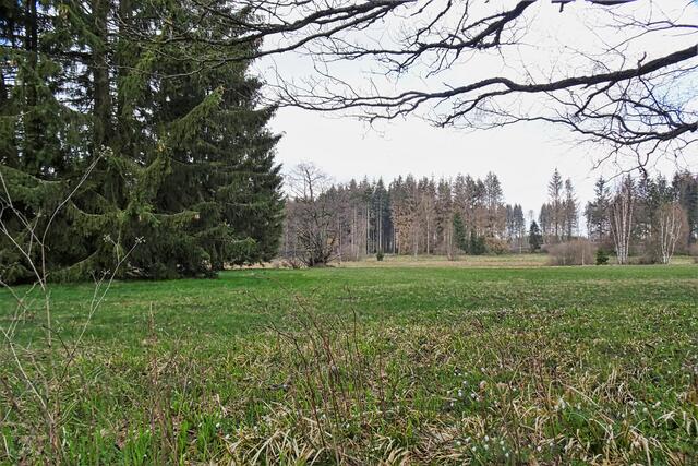 im Hintergrund Moorwiesen