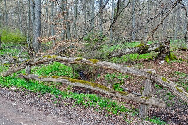 Natur pur im NSG Albrechtshaus