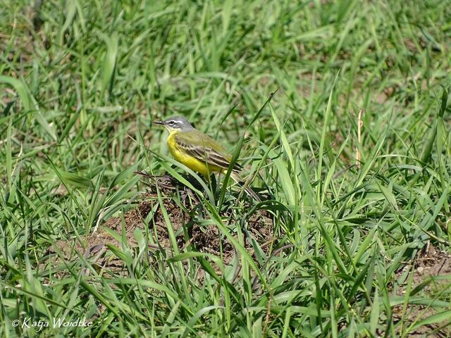 Schafstelze (Motacilla flava) in der Kaltenweider Feldmark (Foto: Katja Woidtke) | Foto: Katja Woidtke
