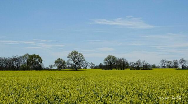 Rapsblüte in der Kaltenweider Feldmark (Foto: Katja Woidtke) | Foto: Katja Woidtke
