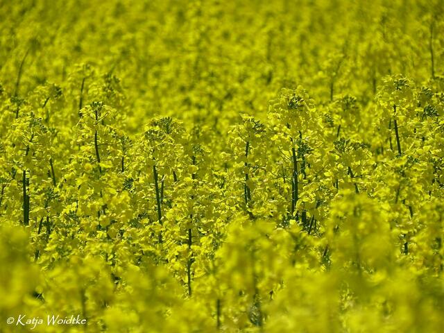 Rapsblüte in der Kaltenweider Feldmark (Foto: Katja Woidtke) | Foto: Katja Woidtke