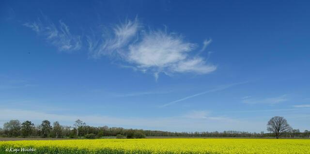 Wie gemalt - Rapsblüte in der Kaltenweider Feldmark (Foto: Katja Woidtke) | Foto: Katja Woidtke