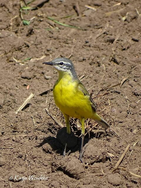 Schafstelze(Motacilla flava) in der Kaltenweider Feldmark (Foto: Katja Woidtke) | Foto: Katja Woidtke