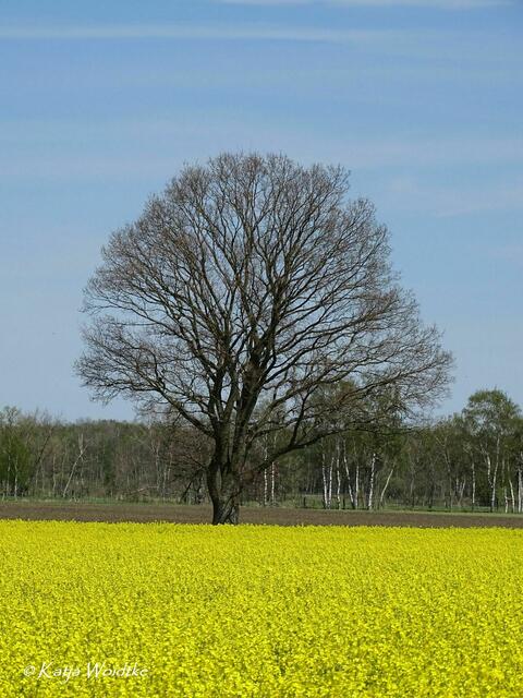 Rapsblüte in der Kaltenweider Feldmark (Foto: Katja Woidtke) | Foto: Katja Woidtke