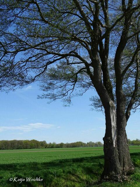 Radtour durch die Kaltenweider Feldmark (Foto: Katja Woidtke) | Foto: Katja Woidtke