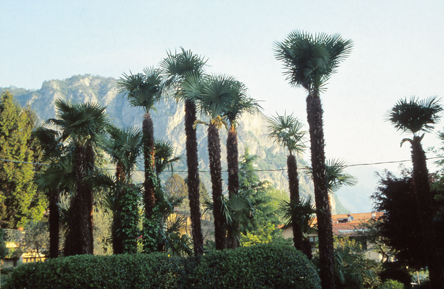 Palmen im Garten von La Collina