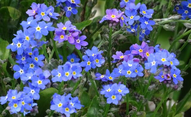 Da sind wir wieder beim Blau.