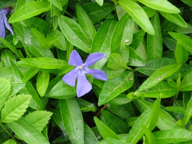 Dafür ist das Blau hier lupenrein.