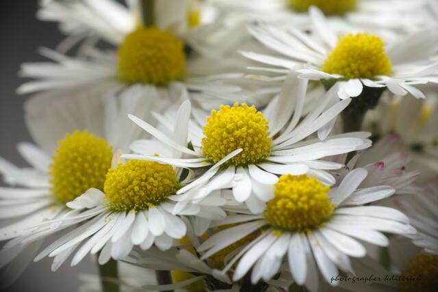 ...ein paar "Madeliefjes"....