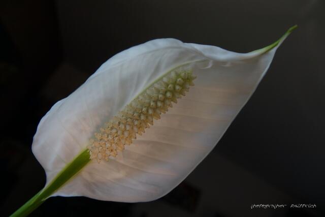 Blüte????....Hab' den Namen vergessen....