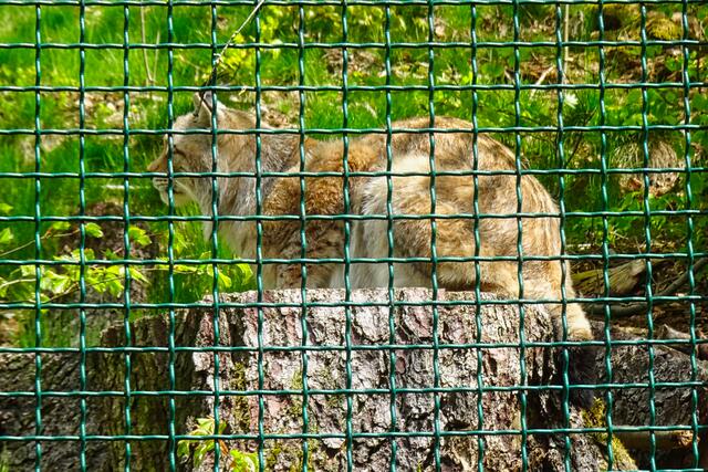 ein Luchs hinter Gittern