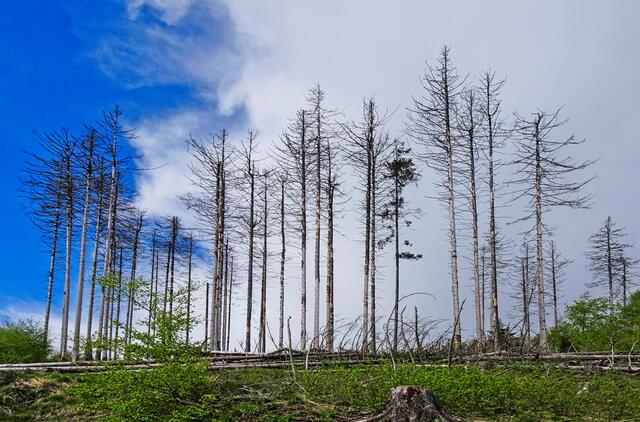 Wolkenspiel um die abgestorbenen Fichten, auch hier wächst, ohne das Eingreifen des Menschen, schon ein neuer Wald heran