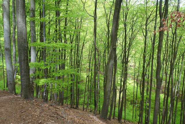Natur pur im Buchenwald