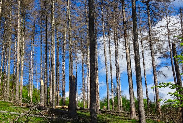 Leider bleiben uns derzeit solche Anblicke - im Nationalpark Harz - nicht erspart. Im Hintergrund erkennt man die schon begonnene  Umwandlung des Waldes.