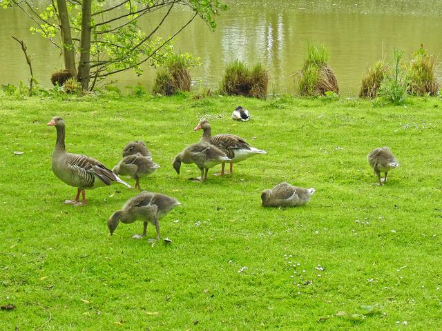 Auch Familie "Sechs" genießt das Grün bei gutem Wetter.