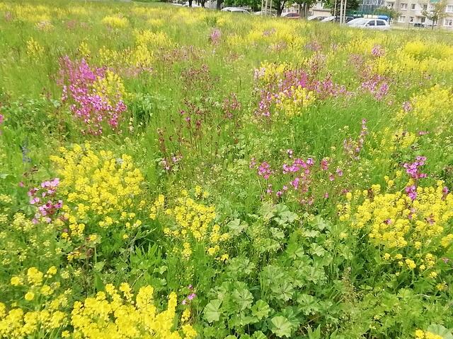 Die BIENENWIESE blüht jetzt wieder in Nebra !